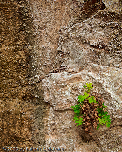 Autumn Hanging Garden (2009), Zion National Park, Utah