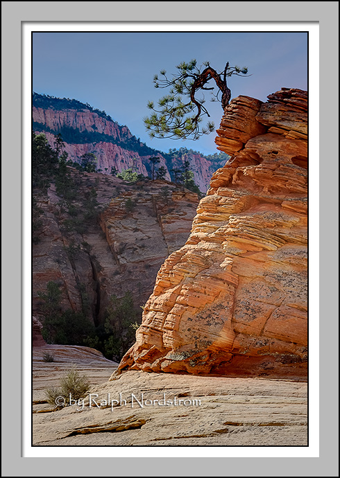 Bonsai, Zion