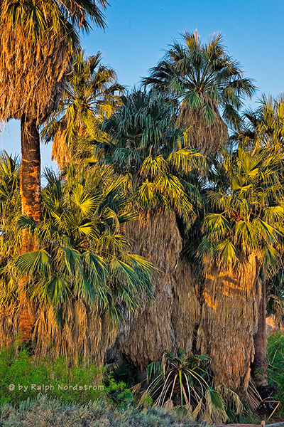 Oasis of Mara First Light, Joshua Tree National Park, California