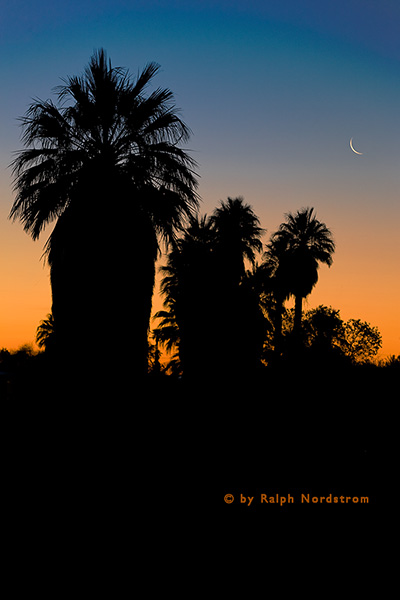 Oasis of Mara Moonrise, Joshua Tree National Park, California