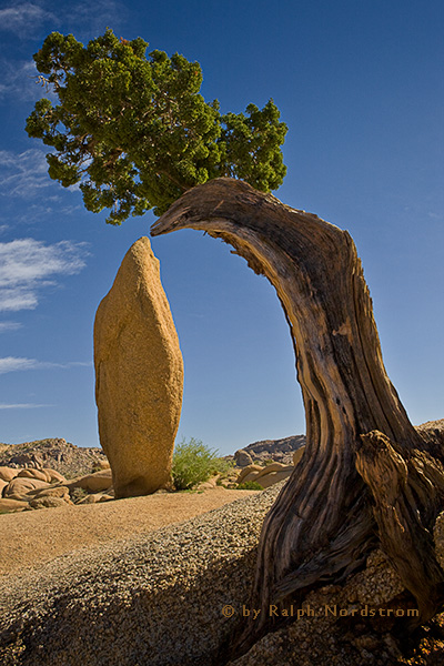 Pas de Deux, Joshua Tree National Park, California