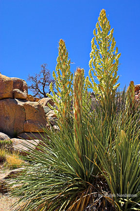 Rebirth, Joshua Tree National Park, California