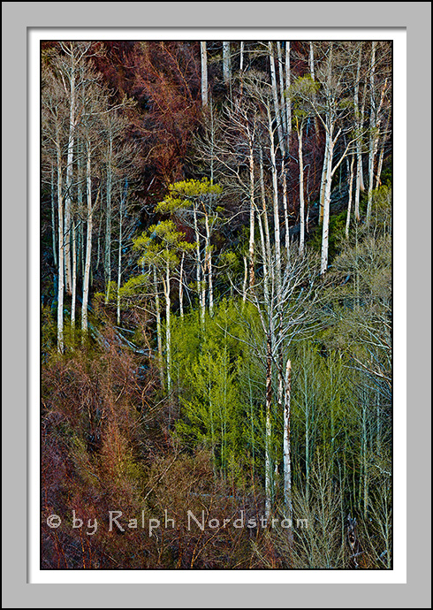 Aspen Spring, Eastern Sierra, CA (2011)