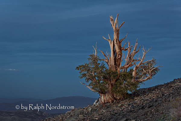 Bristlecone Pines, White Mountains, California