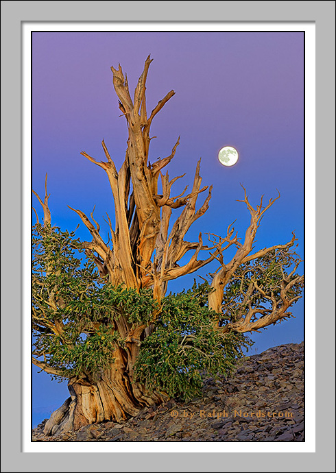 Bristlecone Moon, White Mountains, Eastern Sierra, California