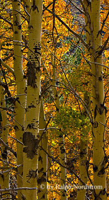 In an Aspen Wood, Lundy Canyon, Eastern Sierra, California