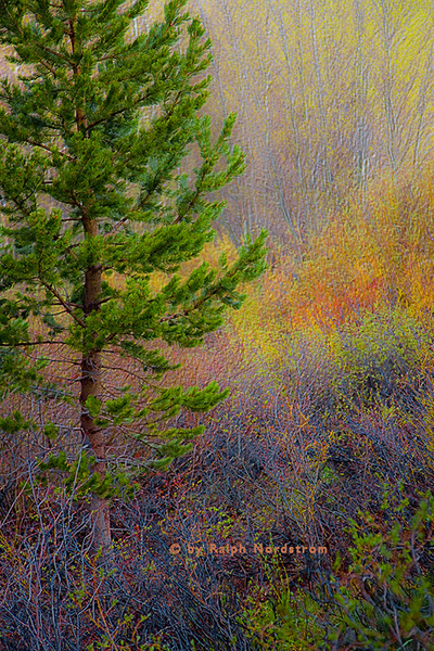 Sierra Impressions, South Lake, Eastern Sierra, California