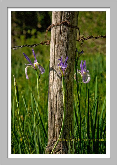 Wild Irises, North Lake, Eastern Sierra, California
