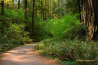 Stout Grove, Redwood National Park, California