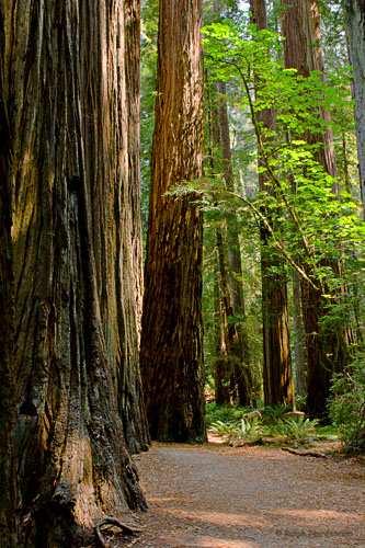 Stout Grove 3, Crescent City, Californika