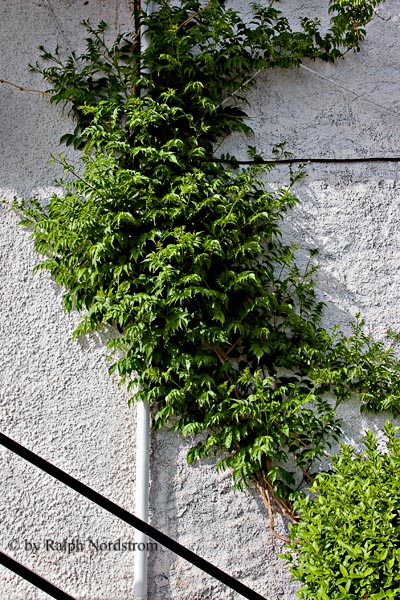 Click to view the Streets of Delphi - Vine