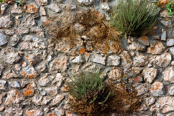 Click to view the Streets of Delphi - Wall