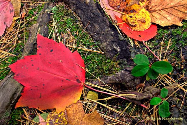 Autumn Still Life