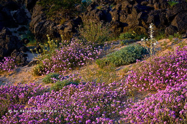 Spring Morning at Amboy Crater