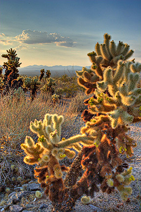 chollagardenjoshuatreemasterfile.jpg
