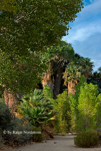 Cottonwood Springs