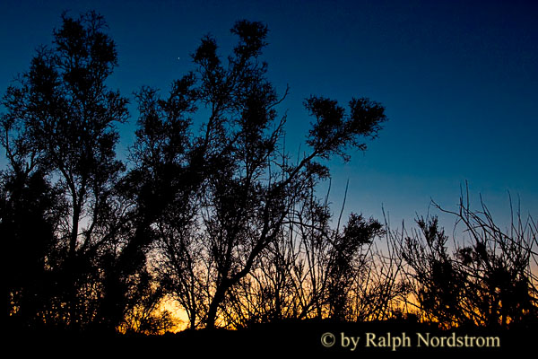 chollagardenjoshuatreemasterfile.jpg