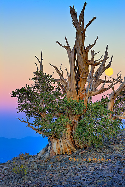Bristlecone Twilight