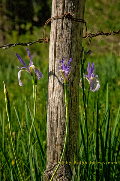Wild Irises (2009)