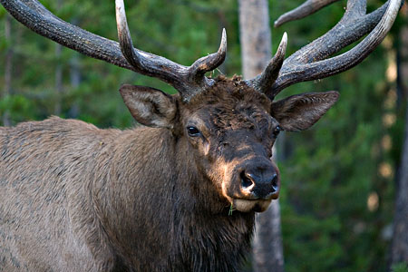 Elk Portrait