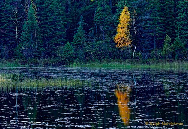 Minnesota Pond