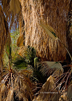 oasis_of_mara.jpg