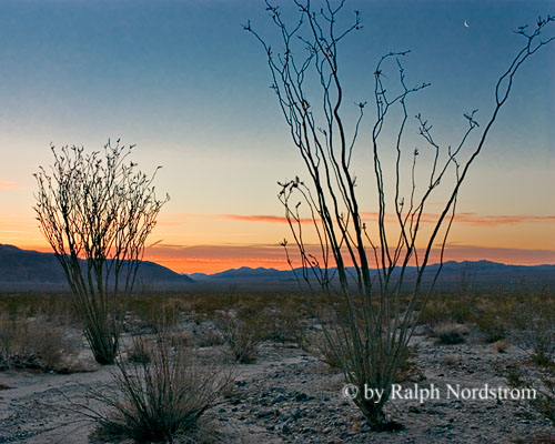 Ocotillo Dawn