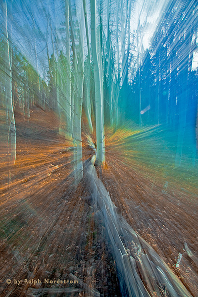 Aspen Grove Explosion of Light