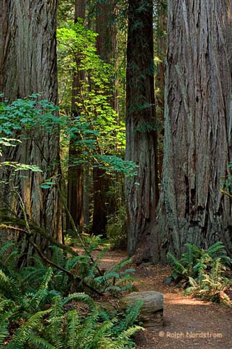 Stout Grove 1