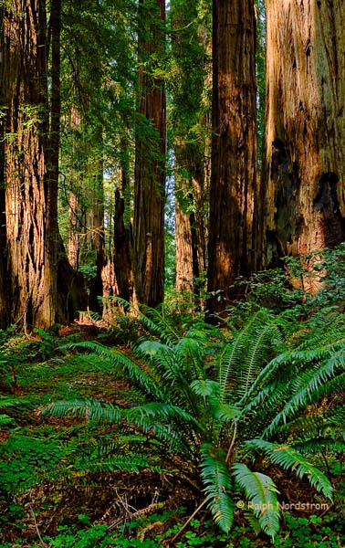 Stout Grove 4