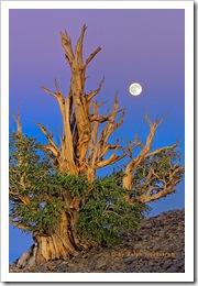 bristlecone_moon_2008