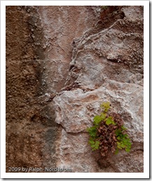 Weeping Rock, Zion National Park, Utah
