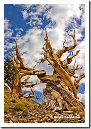 bristlecone pine thumb Eastern Sierra Photography Workshop in Two Weeks
