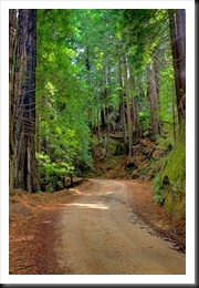 redwood_grove_2011