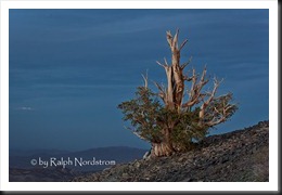 bristlecone_dusk_2010