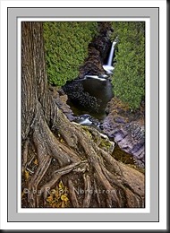 cascade_falls_tree_2011