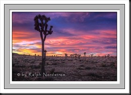 joshua_tree_spring_sunrise_2011