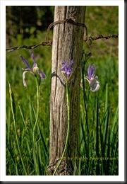 wild_irises_2009