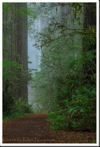 redwoods_140526__SM30282