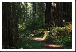 redwoods_140528__SM30558