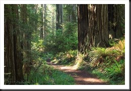 redwoods_140528__SM30561
