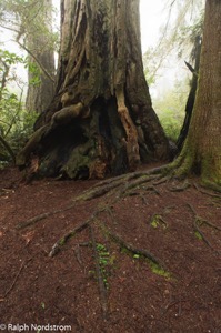 Redwoods 180522 SM37414 HDR