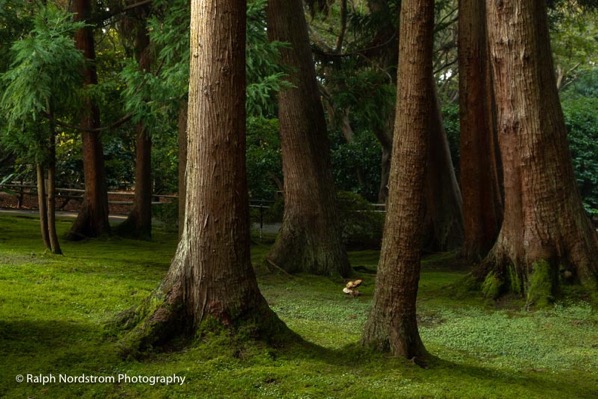 japanese tea garden, golden gate park