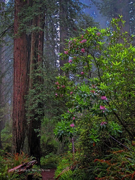 Redwoods spring morning 130527