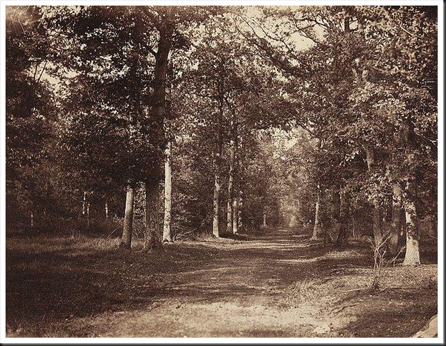 Le_Gray_Forest_of_Fontainebleau
