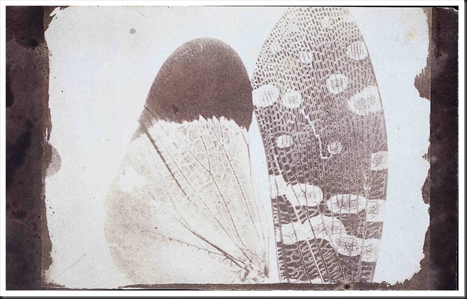 Photomicrograph_of_insect_wings_-_By_William_Henry_Fox_Talbot