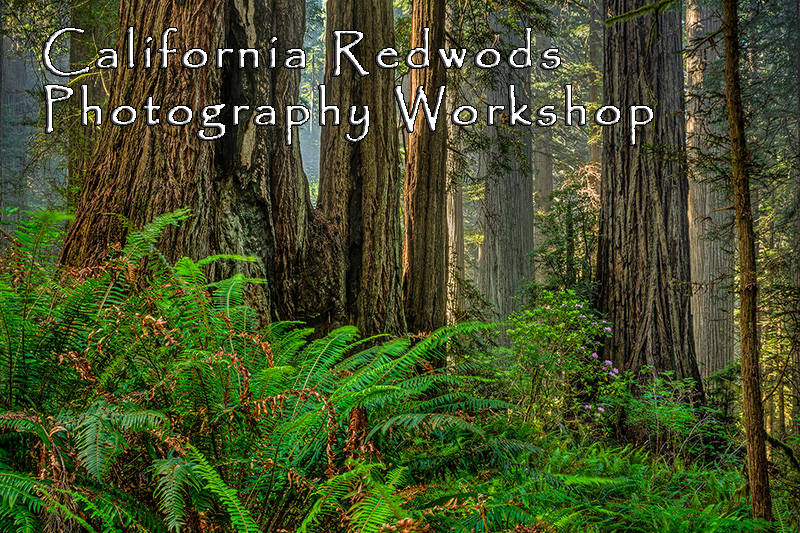 California Redwoods Photography Workshops June 2024.